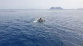 Sotogrande: Dolphin watching experience with expert crew