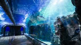 Inbursa Aquarium Entry Ticket with VR Option