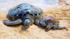 Bali: Turtle Conservation Center Tour