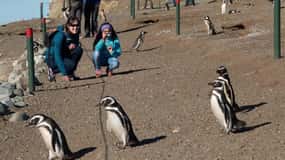 Expédition Pingouin : Navigation vers Isla Marta et Magdalena depuis Punta Arenas