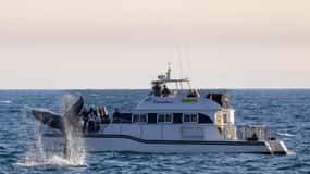 Newport Beach: Luxury Whale Watching Catamaran Cruise