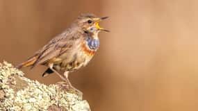Lisbon: Private Birdwatching Tours with a Local Guide