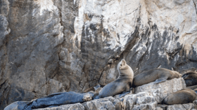 La Paz: Visita a Ilha Espiritu Santo