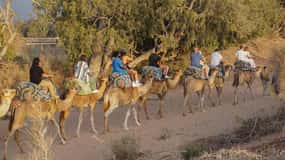 Agadir/Taghazout: Camel Ride with Tea Drink and Transfers