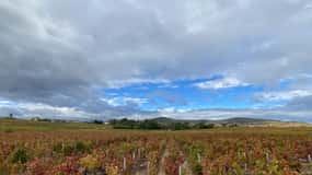 Beaujolais : Visites, dégustations de vins et restaurant bistronomique