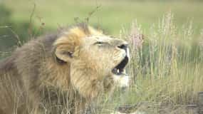 Safari en la reserva de Samburu: la naturaleza salvaje del norte de Kenia