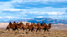 8 DAY GOBI AND CENTRAL MONGOLIA
