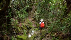 Da Khao Lak: Escursione nella giungla e tour del fiume a Khao Sok