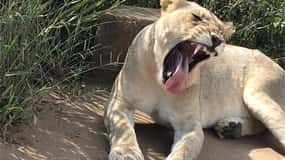 Richards Bay to Hluhluwe-Imfolozi Park Safari Full Day Tour