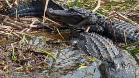 Kissimmee: Everglades Alligator and Wildlife Airboat Tour