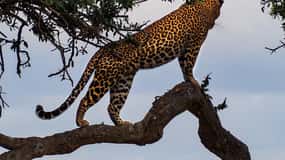 3 days Tsavo East & Tsavo West Safari from Diani/Mombasa