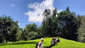 Nairobi: dagtrip met theeboerderij met lunch in Kiambethu