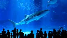 Okinawa: Bus Tour to Churaumi Aquarium with Sightseeing