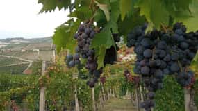 Langhe: grape seasons. Winery and vineyard tour with tasting
