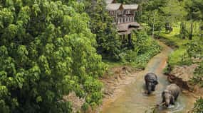 Phuket: Rundvisning i elefantreservatets baldakin