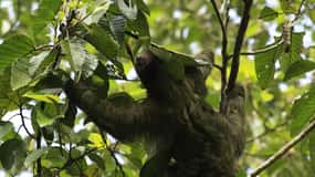 Costa Rica: Sloth Watching and Coffee, Chocolate, and Sugar…