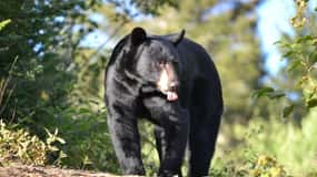 Tadoussac : Observation de l'ours noir avec un guide expert