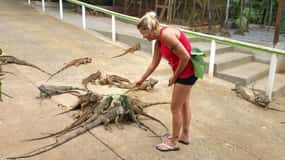Roatan Iguana Farm Shore Excursion and Monkey/Sloth & Beach