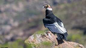 Zoo : Sanctuaire d'animaux et vol de condor à Cusco
