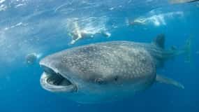 Cancún: Nada con tiburones ballena