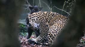 Amsterdam: ARTIS Royal Zoo inträdesbiljett