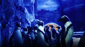 Muscat: biglietto d'ingresso all'acquario dell'Oman