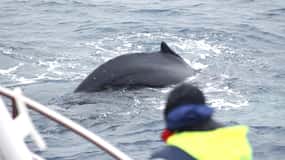 Húsavík: Family-Run and Guided Whale Watching Tour