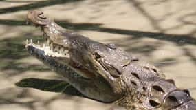 PALO VERDE BOAT TOUR & FARMING TOUR