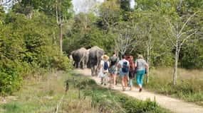 Siem Reap: Visita guiada à floresta de elefantes de Kulen