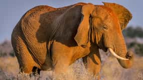 Mombasa: Safari con pernottamento nel Santuario di Ngutuni dello Tsavo Est