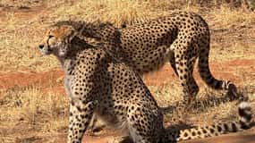 Från Johannesburg: Cheetah-tur