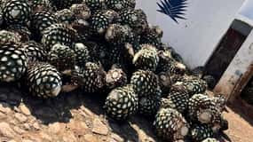 Tour Privado a Tequila Experiencia precio por 4 viajeros.