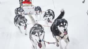 Rovaniemi: Slædetur med husky og gårdbesøg