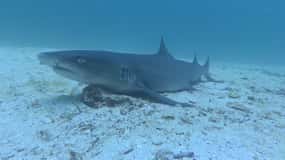 From Puerto Ayora: Pinzon day tour by Cruise in Galapagos