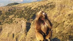 Day Trek to Simien Mountain