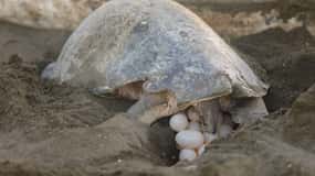 Tamarindo: Turtle Nesting Tour Tamarindo, Guanacaste, CR