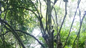 Karura forest: A walking tour into Nairobi's Nature Oasis
