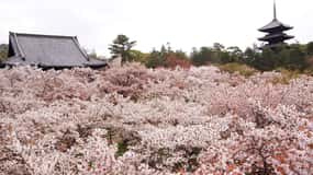 Lo splendore della fioritura dei ciliegi a Kyoto: Un tour dei sakura di 3 ore