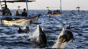 bali/lovina: See Dolphin, Hidden Hill, Waterfalls and Lunch