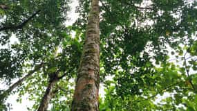 Hiking tour to Tortuguero National Park