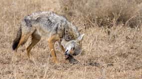 Safari economici in Tanzania: 2 giorni nel Selous da Zanzibar