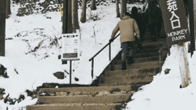 Fra Tokyo: Privat omvisning i Snow Monkey Park og Zenko-ji Temple