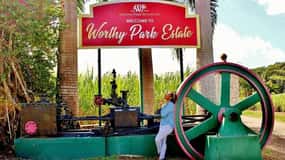 Jamaica: Visita a Worthy Park Rum Estate