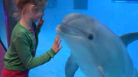 Brugia: AtrakcjePark i delfinarium w parku wodnym Boudewijn Seapark