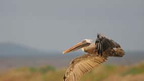 Tour delle Galapagos 3 isole (5 giorni)