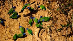 Puerto Maldonado || Tambopata parrot clay lick.