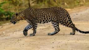 Au départ d'Ella : Safari à Yala avec arrêt à Mirissa / Galle