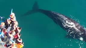 From Puerto Madryn: Full-Day Valdes Peninsula Tour