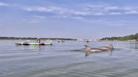 Hilton Head: excursión natural en kayak de 2 horas para avistar delfines