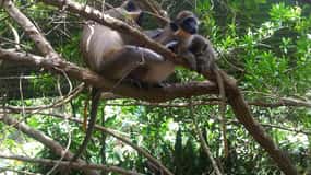 Barbados: 4-Hour Private Customized Island Tour